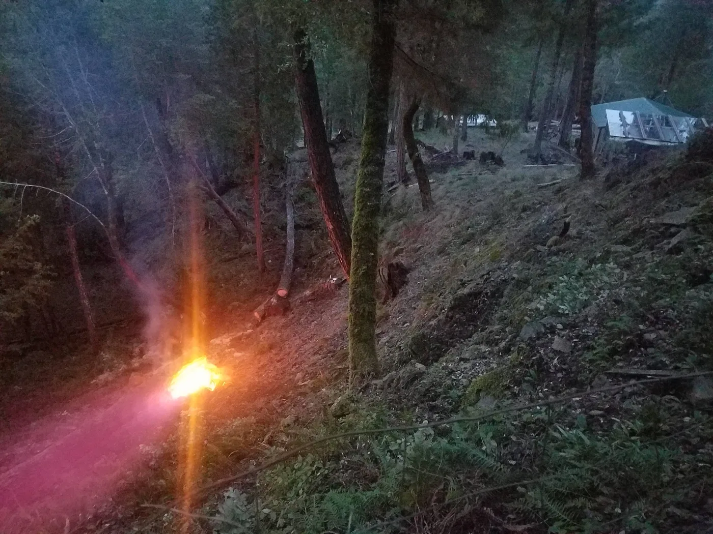 Cleared woodland understory on a slope near a building