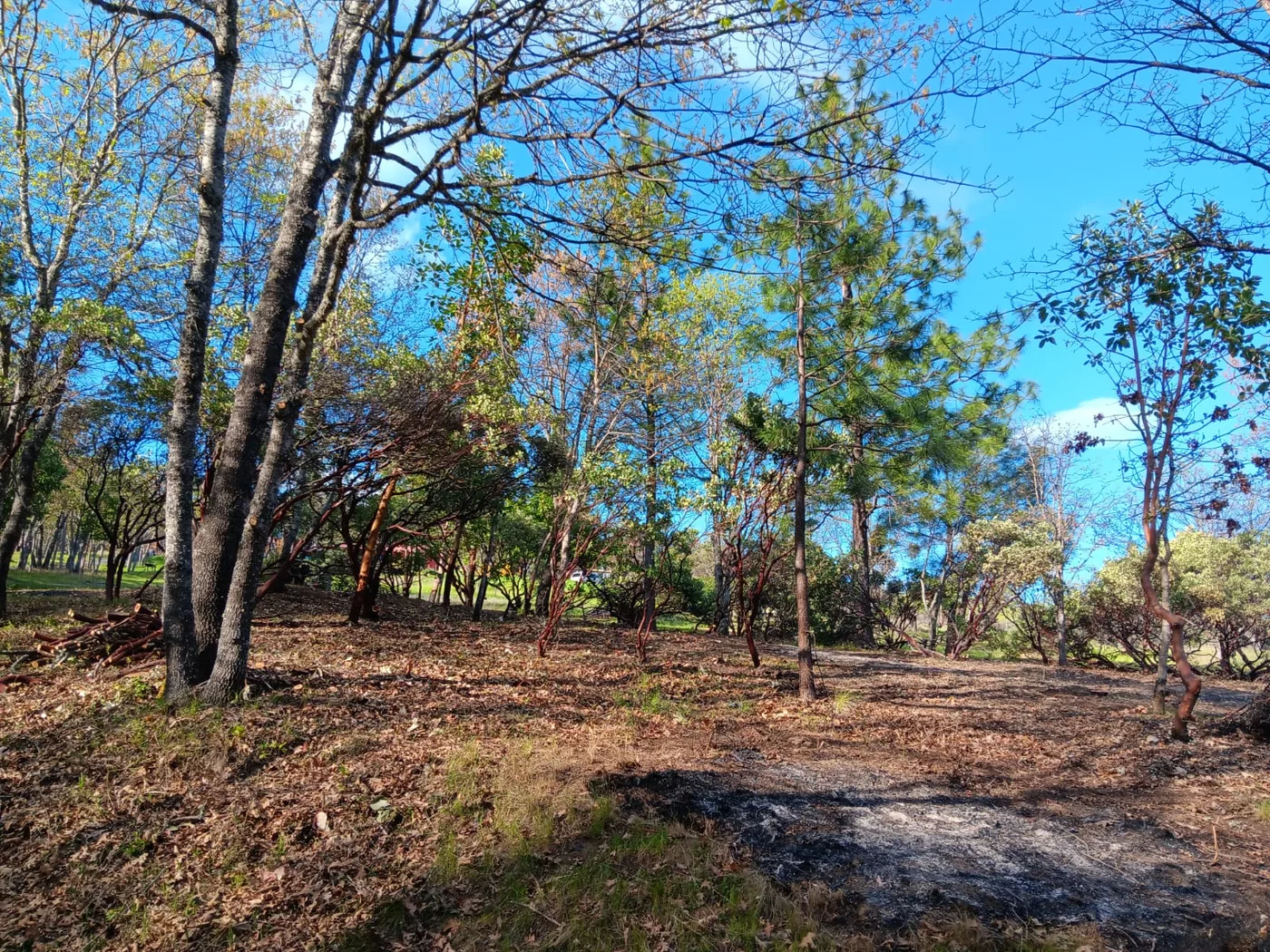 An open woodland understory after Parkwoods cleanup
