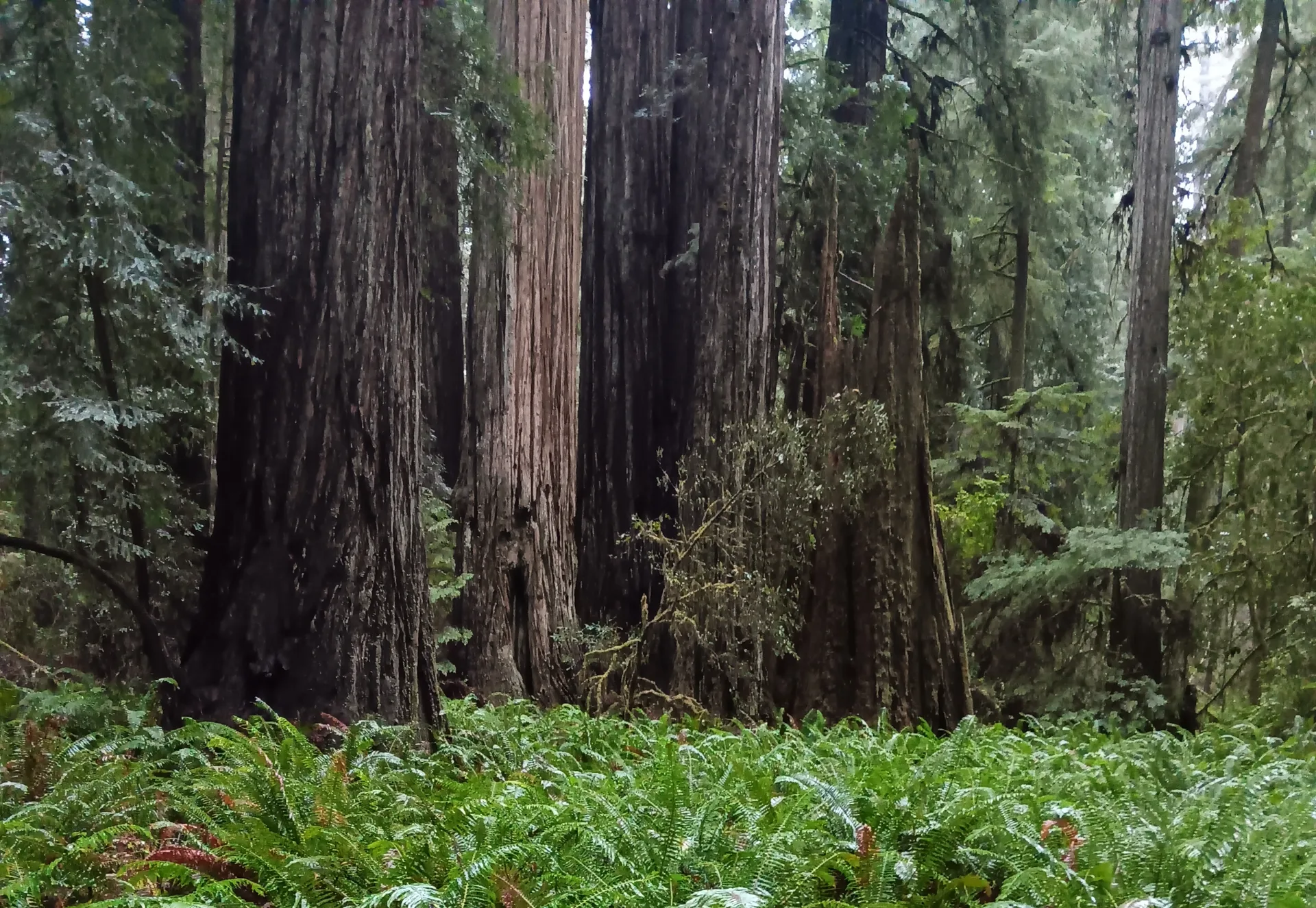Towering forest trunks above a lush green fern understory, from Parkwoods’ own photography