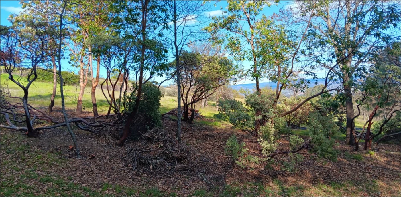 Open woodland understory after Parkwoods removed ladder fuels between the ground and tree canopy