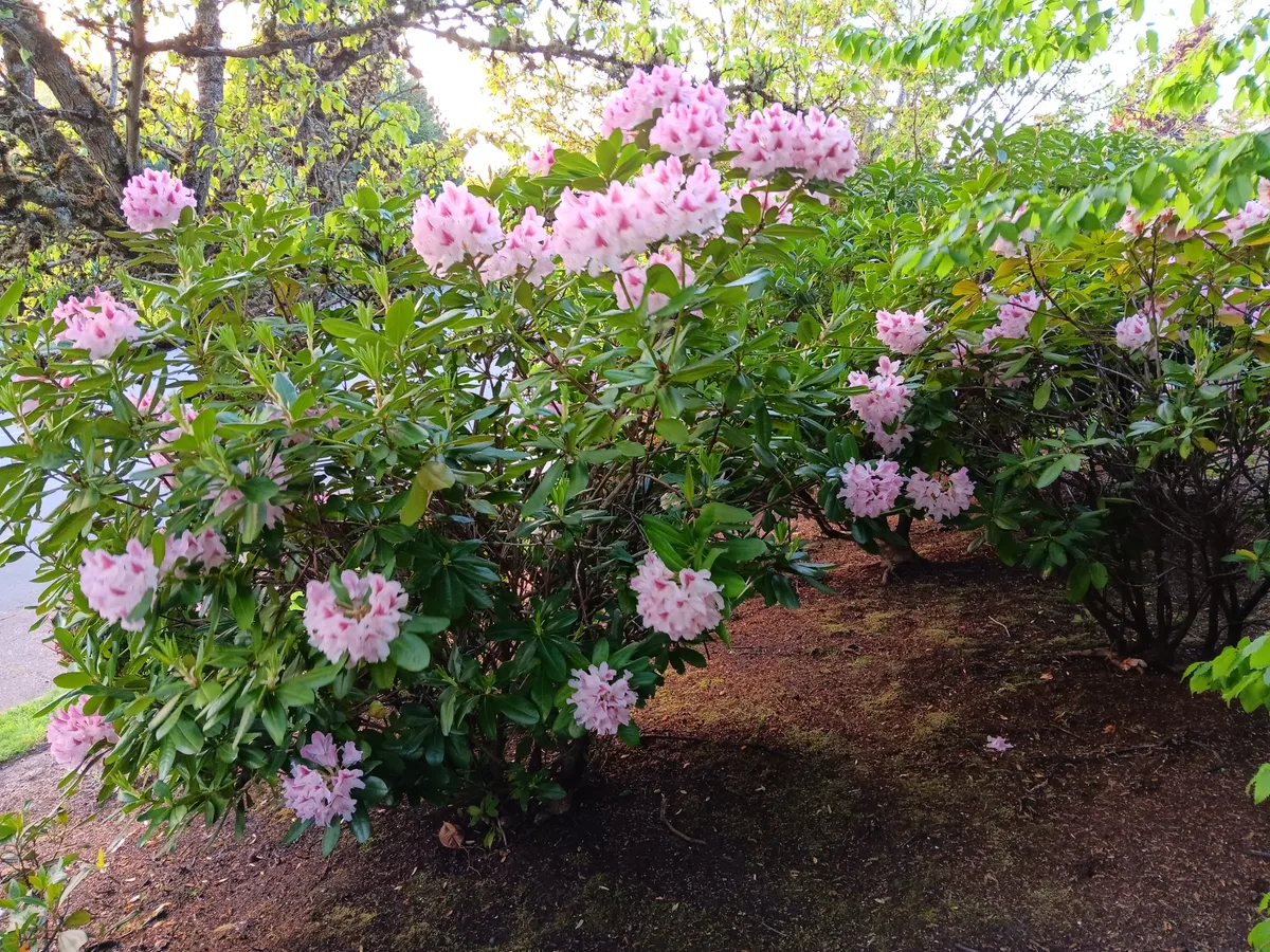 Pink flowering shrubs following maintenance pruning