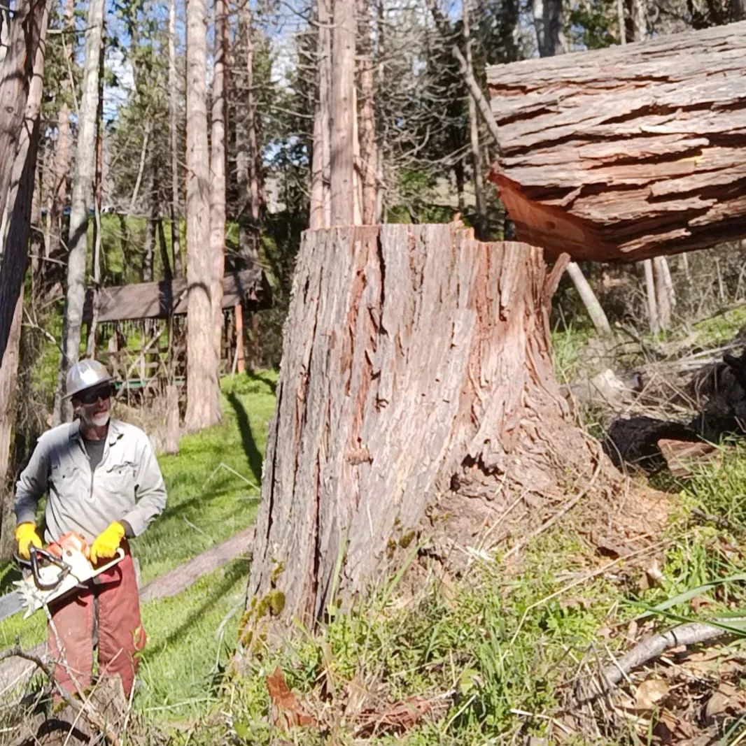 Chainsaw operator beside a large felled cedar and its stump