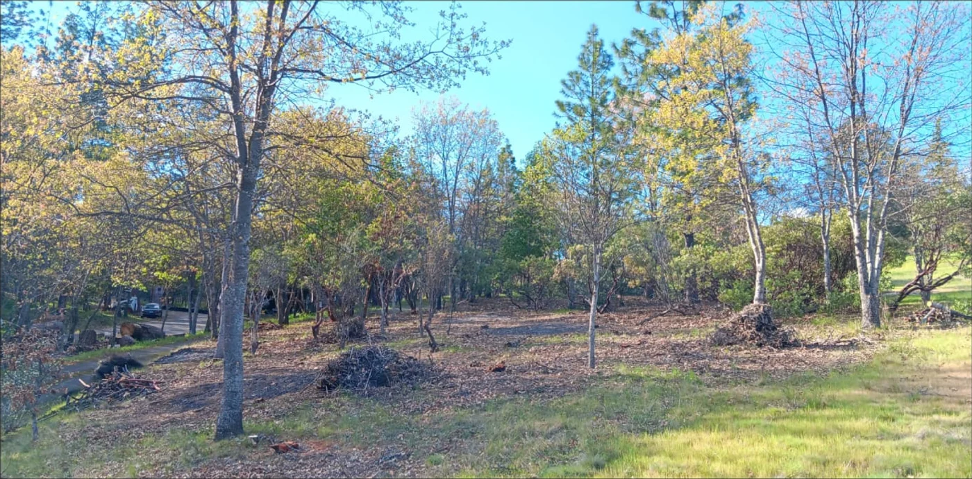 The same woodland after clearing, with open understory and retained trees