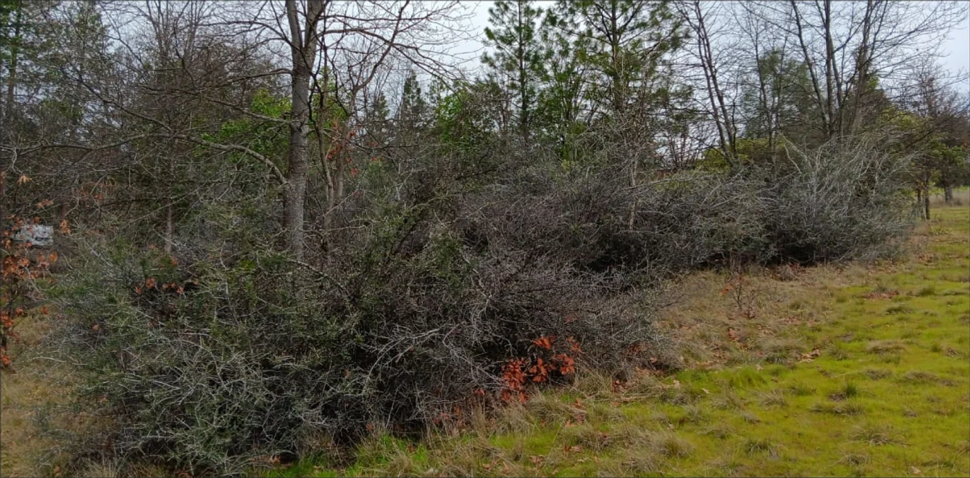 Dense brush and overgrowth before Parkwoods land management